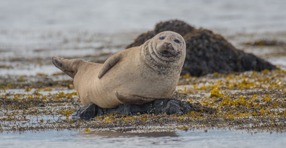 selective focus photography of seal lying on ground