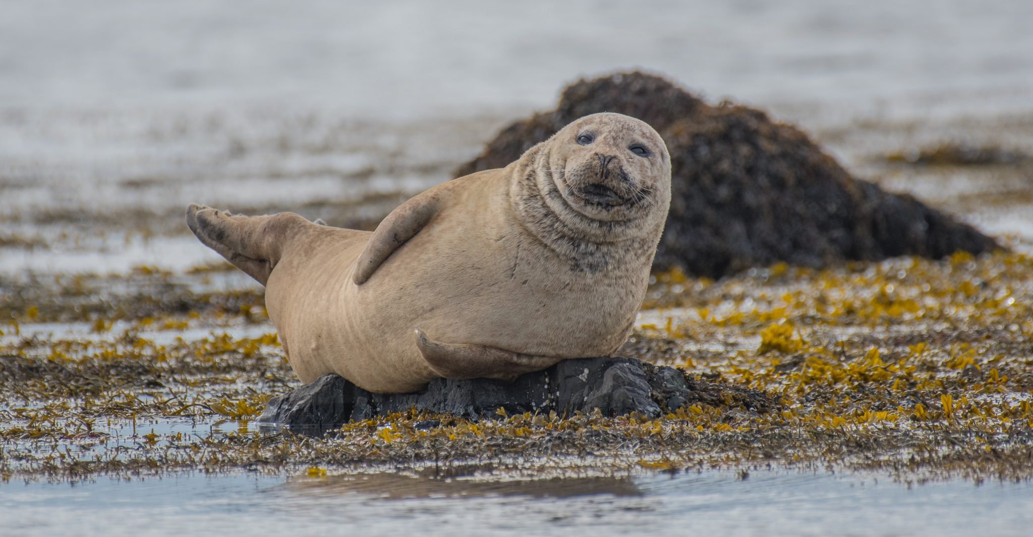 selective focus photography of seal lying on ground.