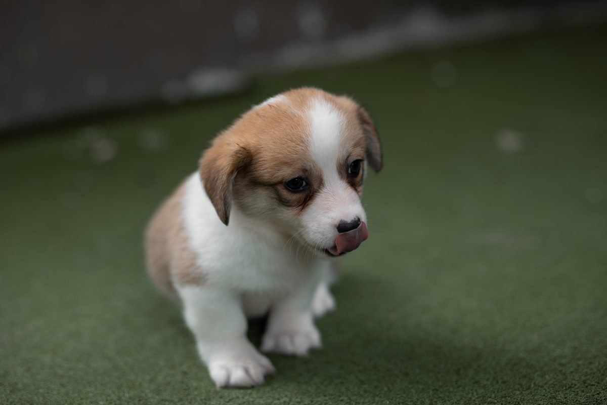 short-coated white and beige puppy on the floor
